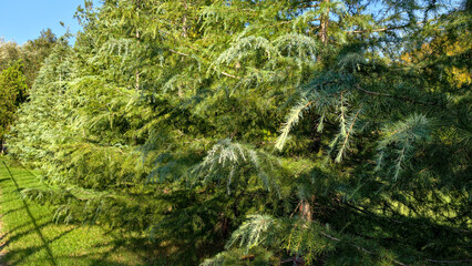 Obraz premium Lush green evergreen trees forming a natural barrier along a vibrant grassy lawn, representing growth, vitality, and a serene outdoor backdrop for commercial use