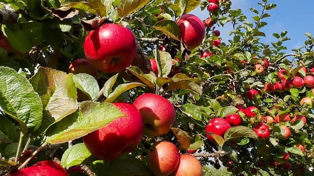Apples waiting for harvest