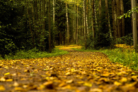 Colorful autumn forest footpath in Helsinki