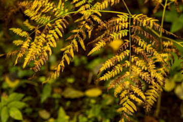 Autumn colored fern plants in a Finnish forest © Aarni