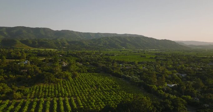 Citrus orchard in a valley with mountains at golden hour, aerial