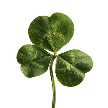 Single green clover leaf with detailed veins during daylight isolated on transparent background