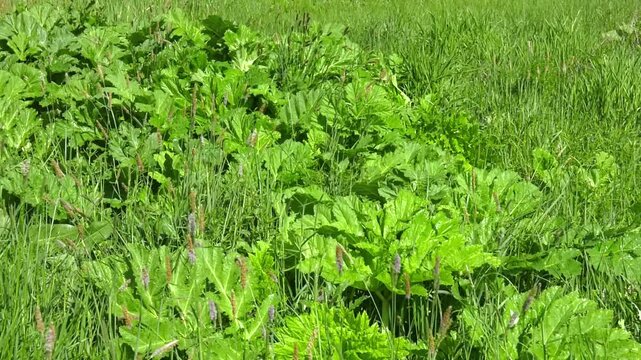 Farmer spraying vegetable in the garden with herbicides, pesticides or insecticides.   mowing and herbicide treatment of sosnovsky hogweed

