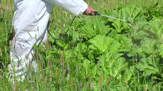 Farmer spraying vegetable in the garden with herbicides, pesticides or insecticides.   mowing and herbicide treatment of sosnovsky hogweed
