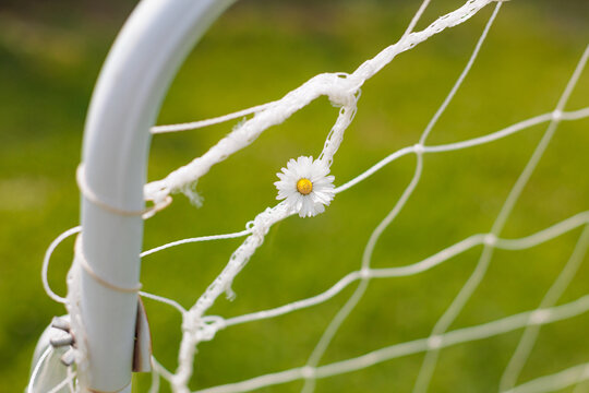 Daisy in Backyard Goal Net