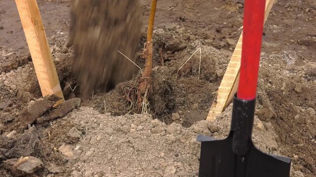 The gardener plants a young fruit tree sapling in the soil in the garden in autumn. one gardener is holding a young seedling in his hand, and the other is burying the root system with a shovel
