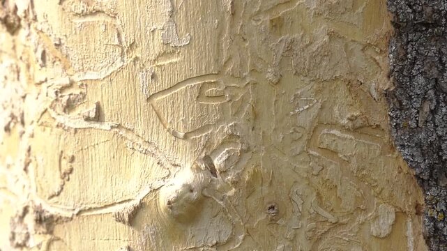 Damage caused by the emerald ash borer. Agrilus planipennis outbreak. Close-up of emerald ash borer (Agrilus planipennis) damage on the trunk of an ash tree.  
