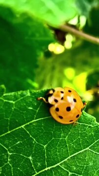Yellow ladybug walking on a green leaf