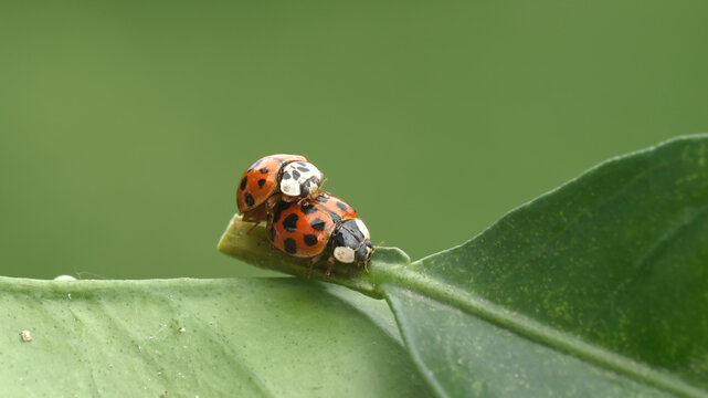 Close-up footage of ladybugs mating.