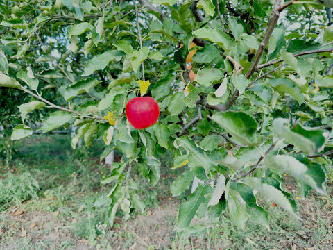 Fresh Red Apple Growing on Tree Branch, Natural Orchard Fruit and Green Leaves