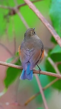 Beautiful Small Wild Bird Perched on a Tree Branch