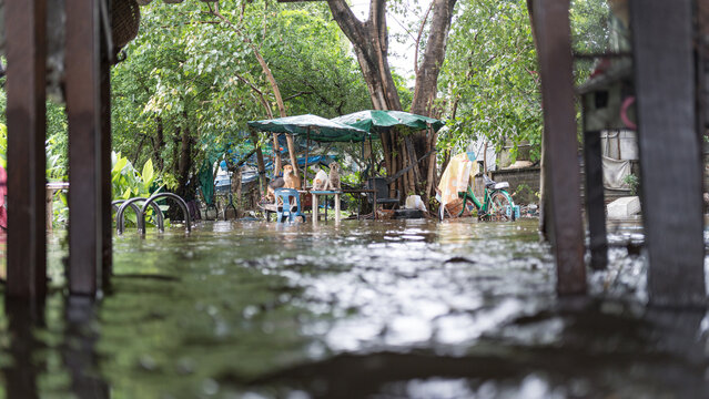 Stray dogs seeking shelter on elevated furniture during a severe tropical monsoon flood event