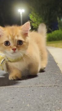 Cute Ginger Kitten Walking Outdoors at Night