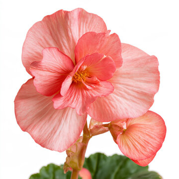 Coral begonia flower with delicate petals and green leaves in soft studio light Isolated on transparent background