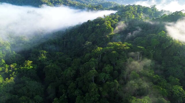 Aerial view of morning mist flowing around densely forested tropical hills. Warm sunlight illuminates the green canopy, creating a peaceful atmospheric landscape associated with wilderness, biodiversi