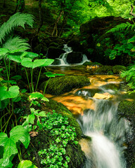 arroyo o riachuelo fluyendo por un bosque bonito y verdoso © Marcos