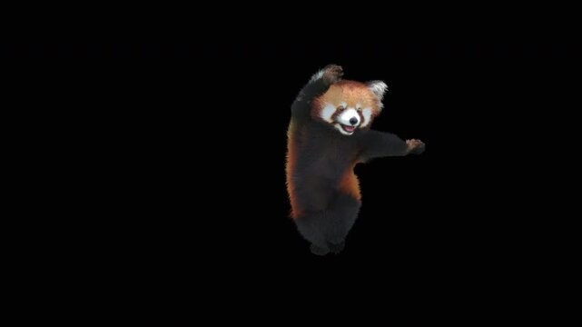Cute 3D animated red panda dancing rumba with alpha channel. Cartoon animal character isolated for compositing, motion graphics, video editing, and digital content creation.