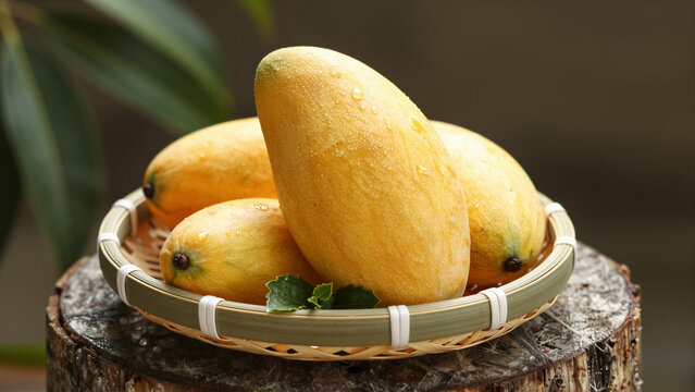 Close-up of ripe yellow mango with water drop in a bamboo basket. The fruit sits on a rustic wood stump in a garden. Healthy organic snack