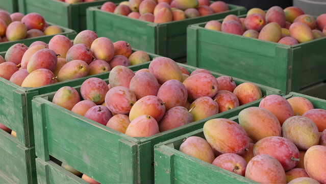 Close-up of ripe organic mango fruit packed in green wooden crate at a market. A fresh tropical harvest ready for wholesale export and distribution
