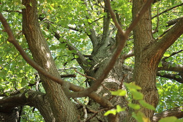 Obraz premium Tree branches surrounded by green leaves in a park on a sunny day