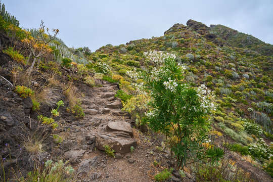 Stone trail past flowering guaydil, Tenerife