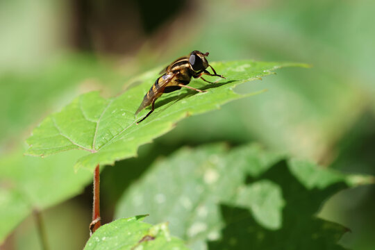 Striped Hoverfly Resting on a Bright Green Leaf in Sunlight