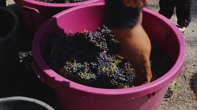 Barefoot grape stomping during traditional winemaking process. Close up of legs crushing red wine grapes in a tub.