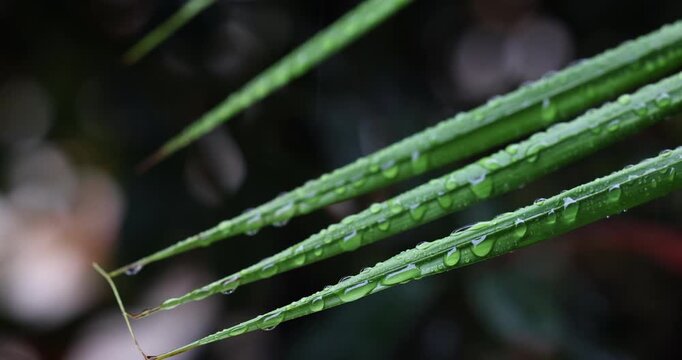 Close-up tips of vibrant green palm tree leaves covered in water drops with a multi-coloured soft-focused dark background. Captured in slow motion as water drips from the leaves on a rainy day.