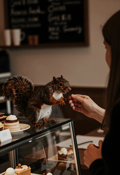 Wildlife interaction and human connection, woman feeding a squirrel on a bakery display case in a cozy cafe setting with pastries and chalkboard menu