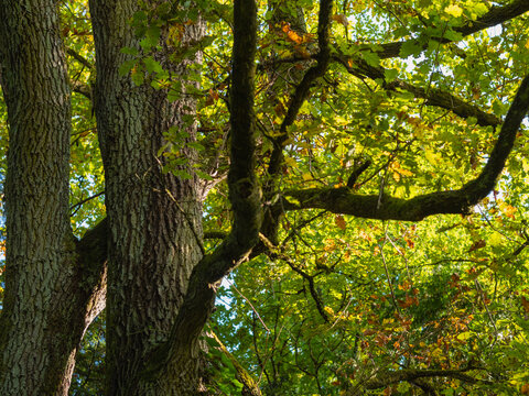 Die Eichen im Herbst leuchten in sch&ouml;nen bunter Farbt&ouml;nen, Baumkrone mit starken &Auml;sten