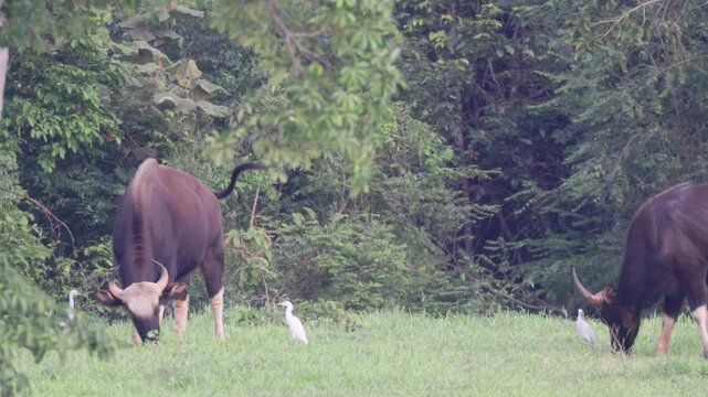 Indian gaur (Bos gaurus) standing at the forest edge with cattle egrets perching on their backs