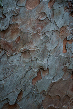 Rough grey pine bark texture with reddish brown plates, natural background