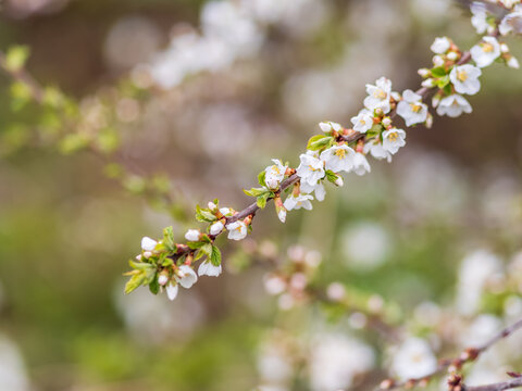 White cherry flowers. The branches of a blossoming Cherry tree with white flowers.
