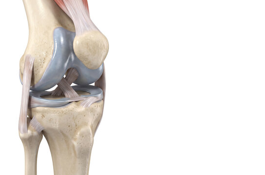 Human Knee Joint Anatomy with Ligaments, Meniscus and Cartilage &ndash; Medical 3D Illustration with Copy Space