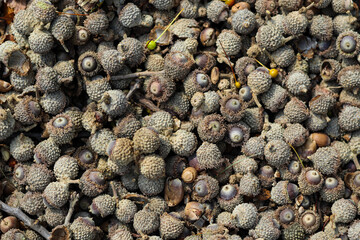 a dense collection of rough, textured acorn caps scattered together on the ground. abstract autumn background. © mailcaroline