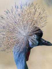Obraz premium Beautiful Grey Crowned Crane, lat. Balearica regulorum, bird with blue eye and red wattle