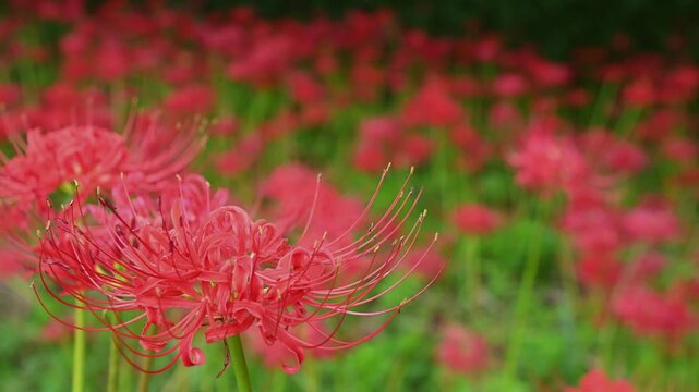 七ツ森古墳群のヒガンバナ