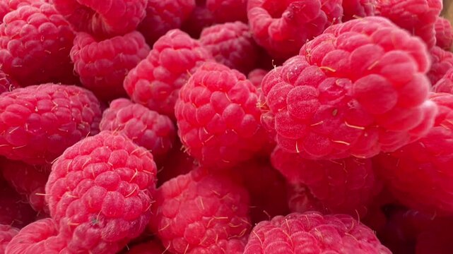  Close-up of fresh ripe red raspberries filling the frame