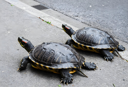 Urban wildlife and nature conservation, two red-eared slider turtles walking on a concrete sidewalk in a city environment during the day