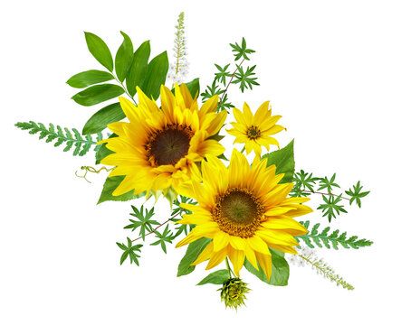 bouquet of blooming sunflowers isolated on transparent background, top view