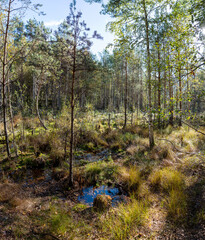 An autumn landscape in a forest glade, a marshy area, Latvia © mode