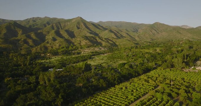 Aerial view of citrus groves with a green mountain range