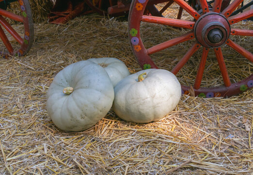 White pumpkins on straw beside painted wooden wagon wheel in rustic autumn harvest display outdoor scene
