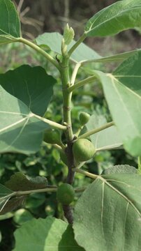 Green raw figs growing on branch with green leaves on a tree