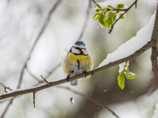 Cute bird, Eurasian blue tit, songbird sitting on spring branches with snow and green leaves © Dmitrii Potashkin