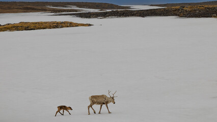Reindeer and calf walking across a snowy Arctic landscape © noname414