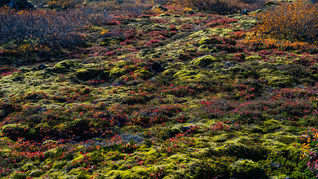View of autumn colors on a mossy lava field with vibrant red and orange vegetation contrasting against green moss in Iceland.