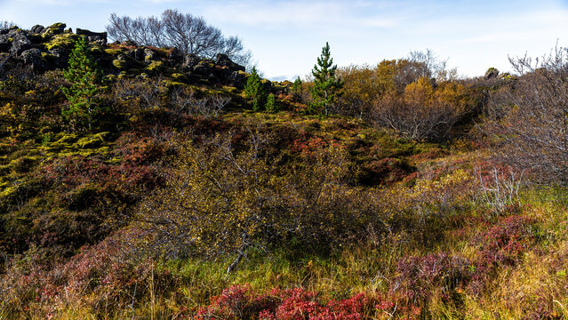 View of autumn colors on a lava field in Iceland.