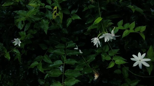White star jasmine flowers blooming on dark green foliage in tropical garden closeup