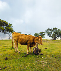 Obraz premium A brown cow standing on a green pasture next to ancient trees in the mysterious morning fog of Fanal Forest, Madeira.